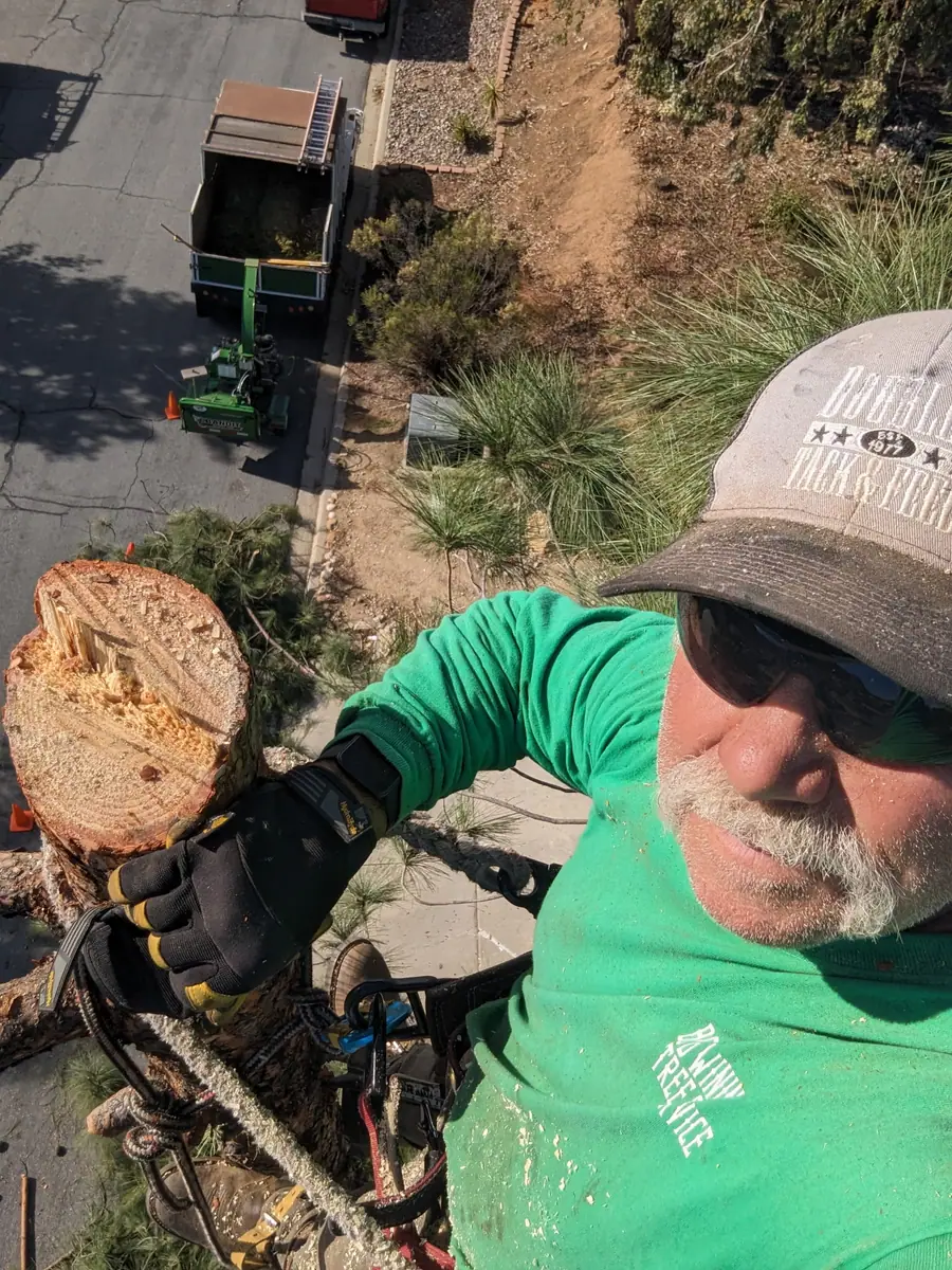 Bob Wining Tree Service working on a residential tree project