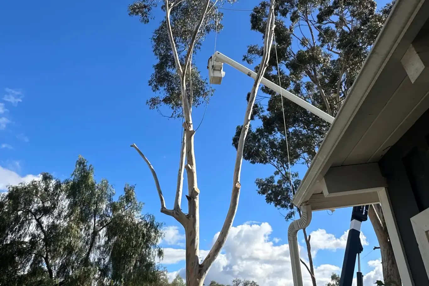 Bucket truck positioned beside tall trees at a residential property