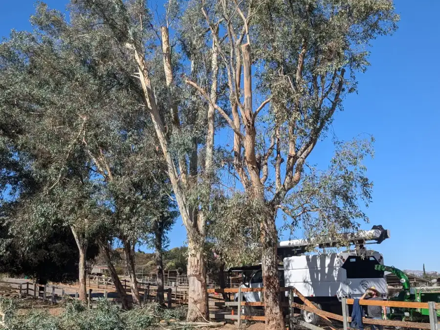 Tree service truck and chipper beside trees at a residential cleanup site