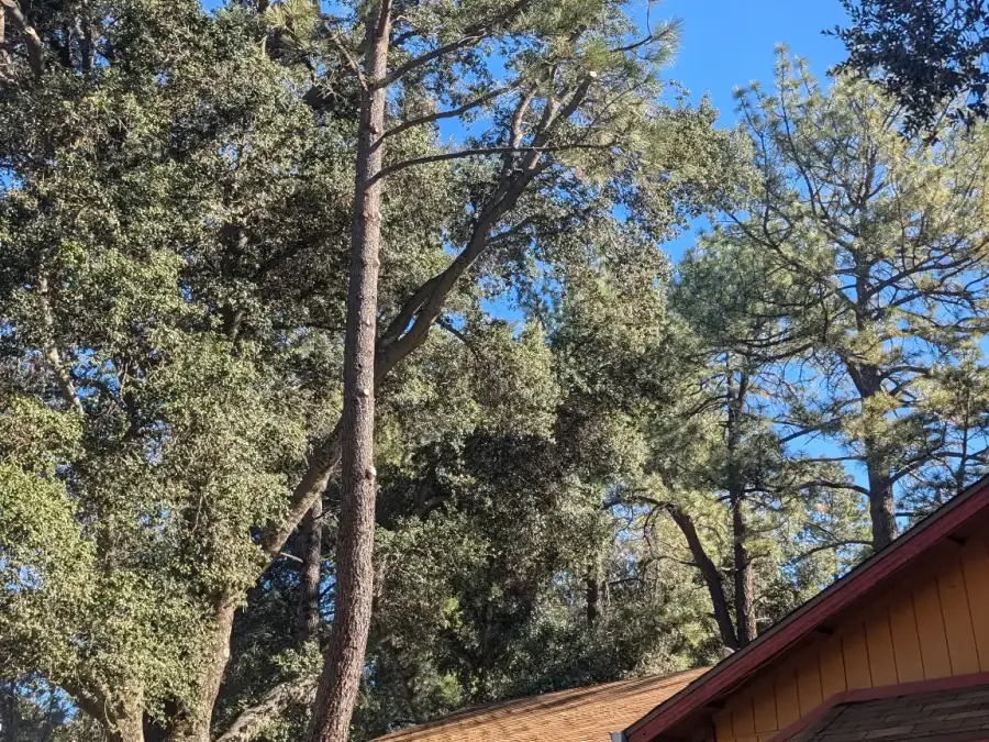 Tall pine tree growing close to the roof of a residential home