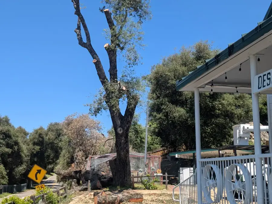 Partially dismantled tree beside a driveway and residential porch