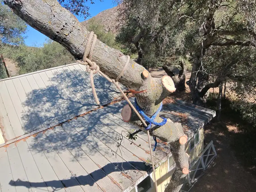Rope-secured tree limbs being removed above a residential roof