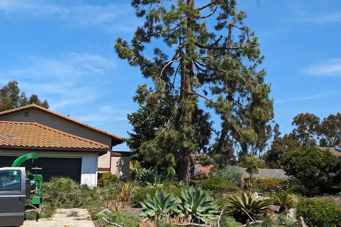 Tree service crew working beside a tall pine tree at a residential property