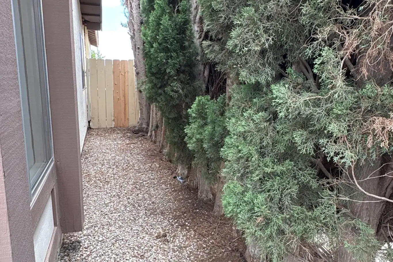 Dense row of cypress trees growing beside a residential side yard