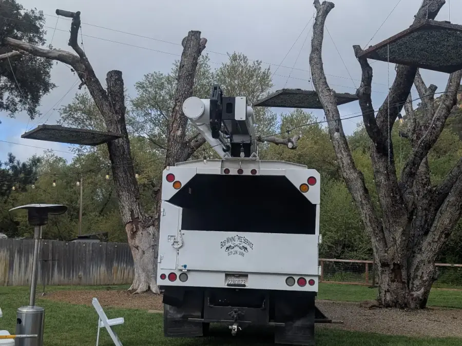 Tree service truck parked between mature pruned trees at a residential property