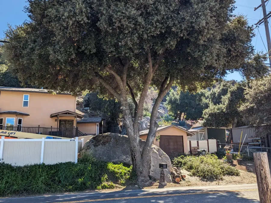 Mature oak tree growing near homes and a residential street