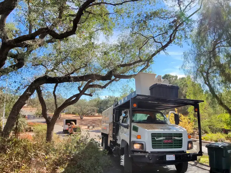 Mature oak tree beside a residential street with tree work equipment nearby