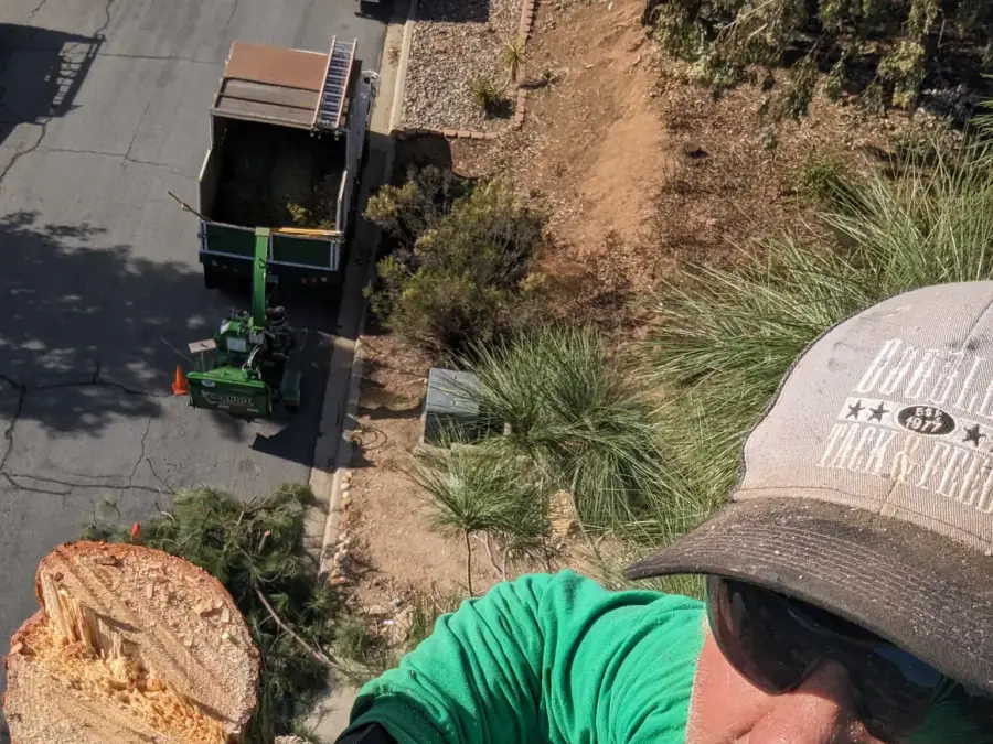Tree worker beside a freshly cut trunk at a residential worksite