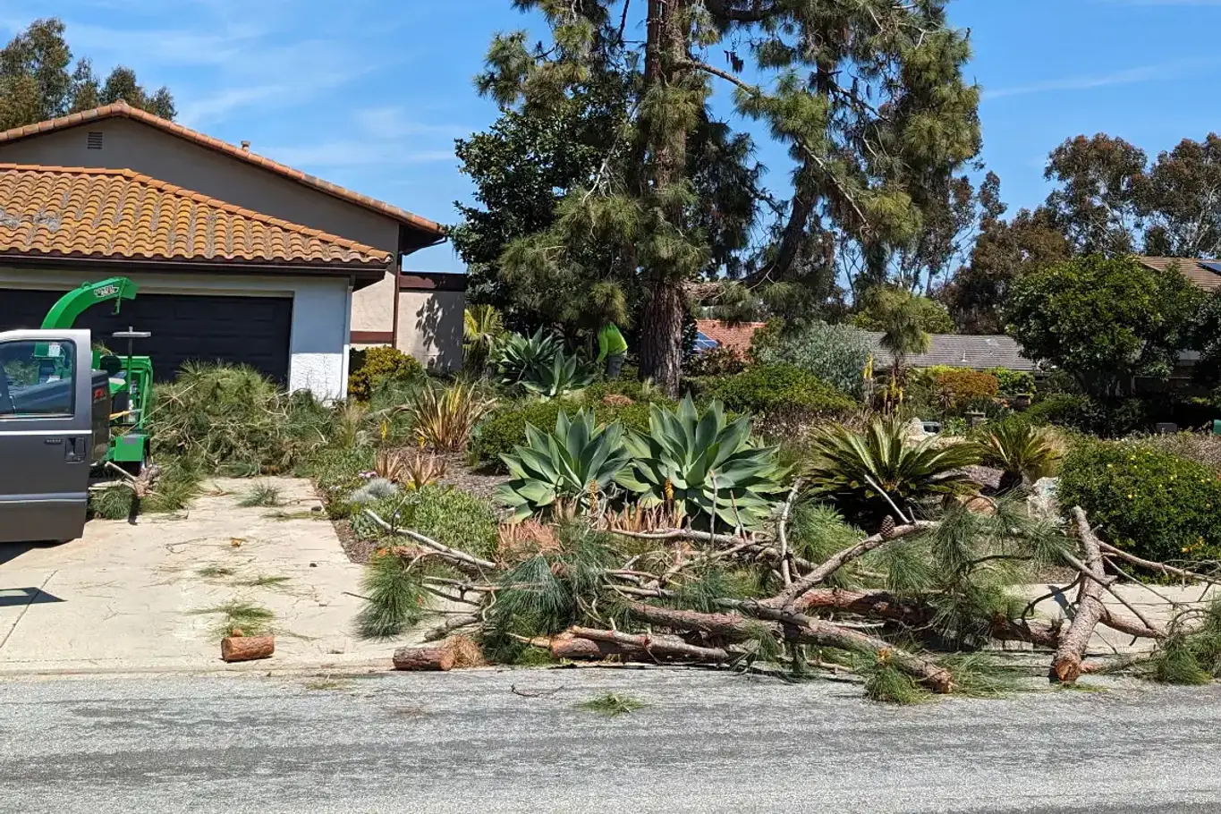 Cut pine limbs and a wood chipper outside a residential home during tree removal
