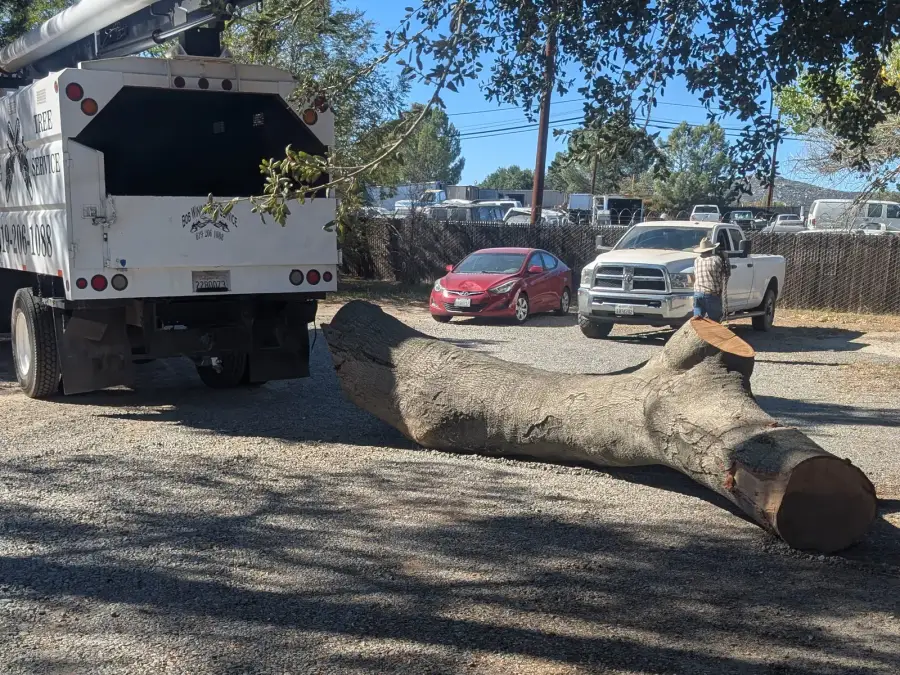 Large tree trunk section beside a tree service truck after removal