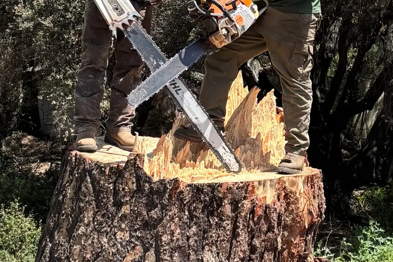 Tree service crew standing on a large freshly cut stump with chainsaws