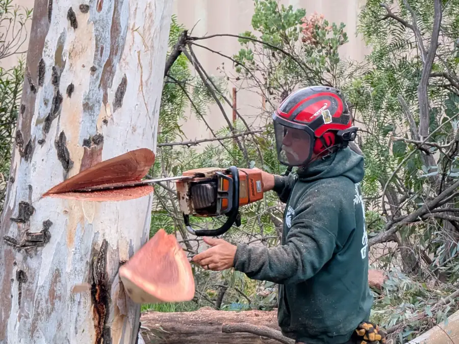 Tree worker cutting a trunk section during removal
