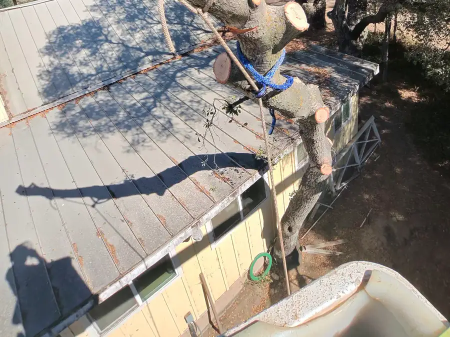 Rope-rigged tree section positioned above a residential roof