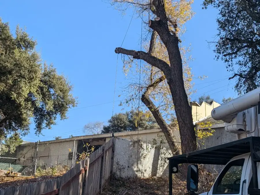 Partially dismantled tree beside a work truck at a fenced property