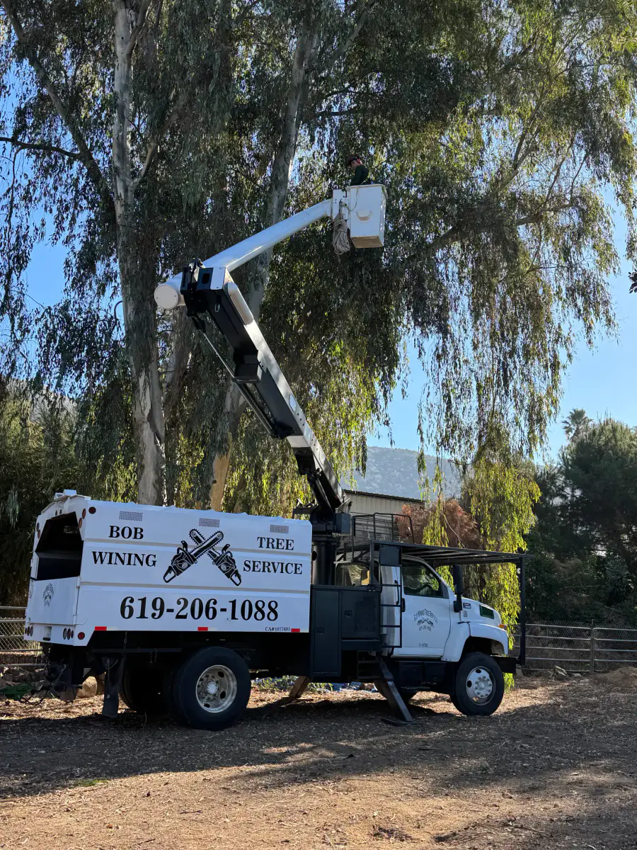 Bucket truck positioned in a leafy tree canopy during trimming work
