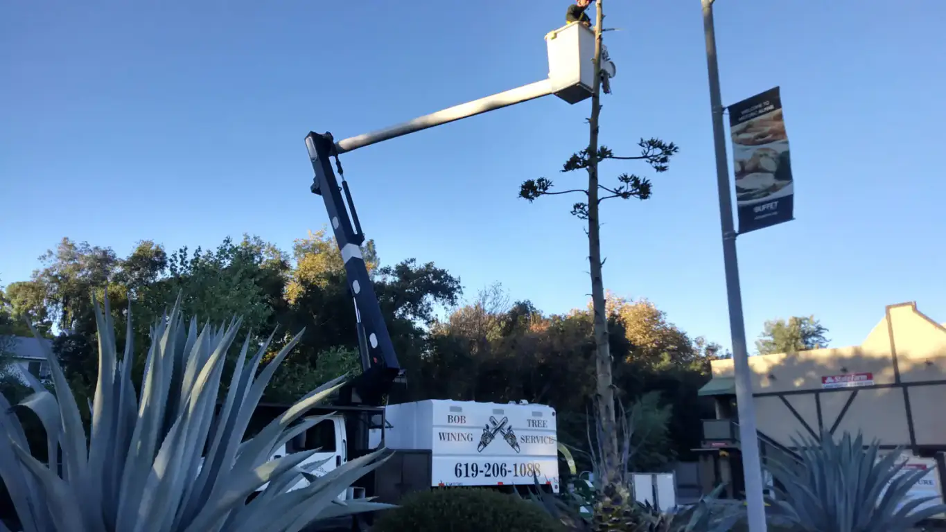Bucket truck raised beside a tall tree during residential trimming work