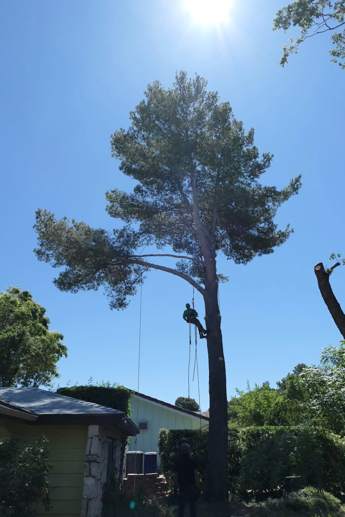 Tree service work on an East County San Diego property
