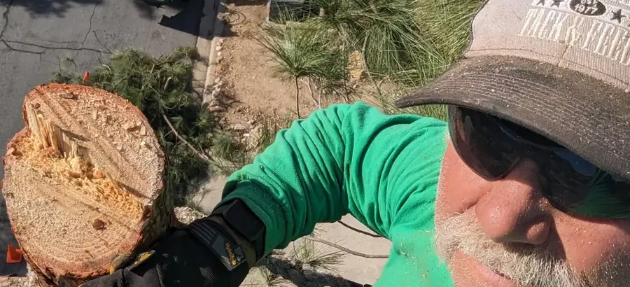 Bob Wining working in a tree above an East County jobsite