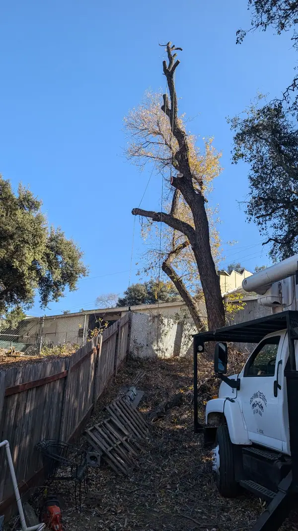 Hazardous tree service by Bob Wining Tree Service
