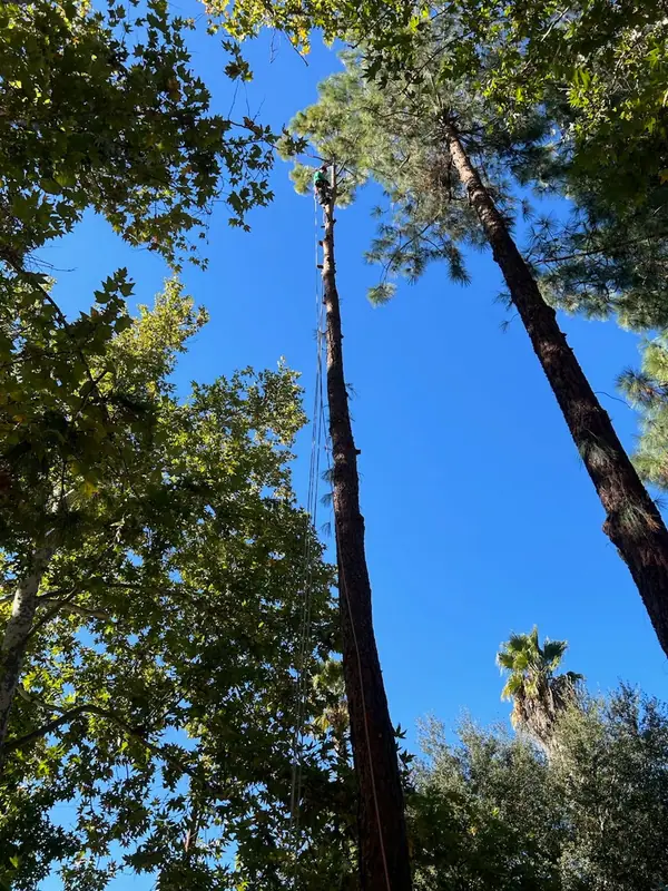 Fire abatement and brush clearing by Bob Wining Tree Service